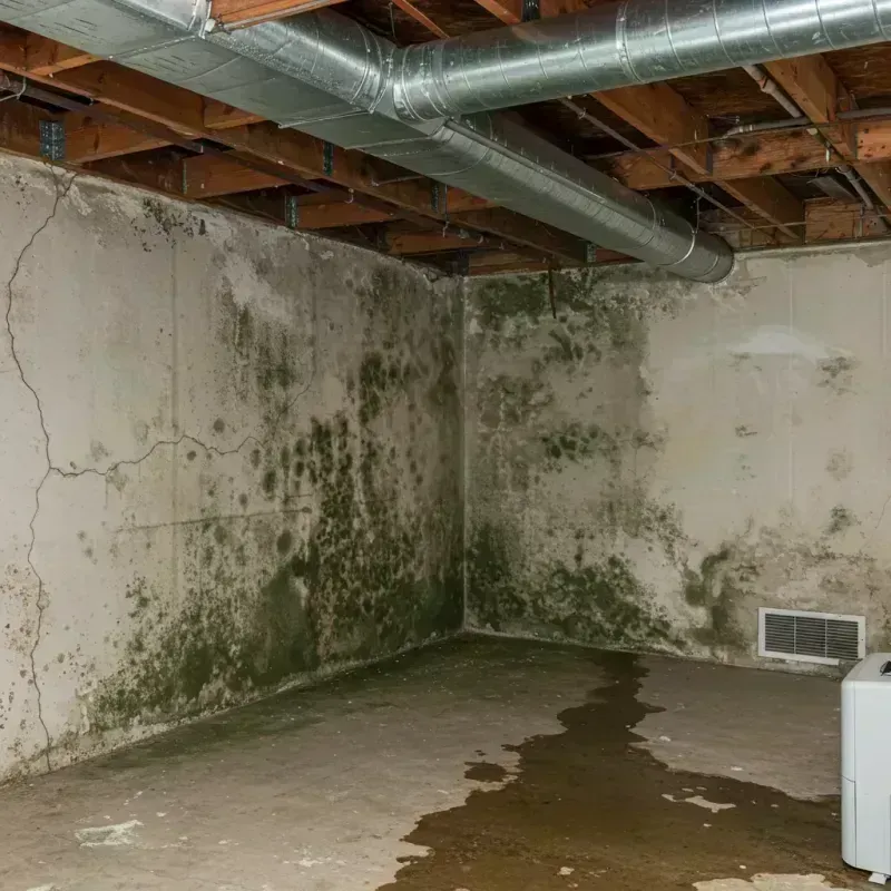 Professional Mold Removal in Half Moon, NC